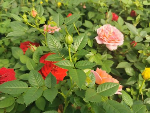 天喜花卉 遠銷10多國，鄉村振興示范樣板的苗木力量