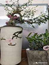 任丘信譽樓花卉好商品推薦