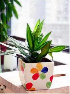 廈門百農花卉租賃 一站式綠植及綠化養護服務專家