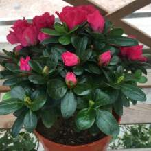 家養(yǎng)花卉選購指南 如何選擇價格合適、美觀易養(yǎng)的花卉