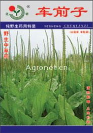 聚焦特色農(nóng)業(yè) 從車前子到花卉的產(chǎn)業(yè)鏈探索——以遼陽市園藝花卉科學研究所與北京金地經(jīng)典農(nóng)業(yè)科技為例