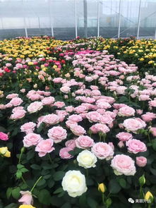 開遠三家花卉企業產品躋身云南省10佳花卉品牌，引領現代農業新風尚