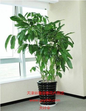 天津綠植花卉產業新貌 銷售、租賃與養護一站式服務探析
